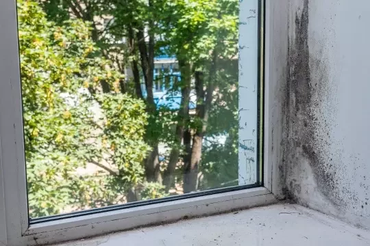 Mould creeping up the wall next to a window looking out over trees with green leaves.