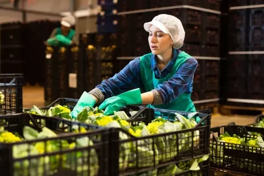 A food production factory worker sorts green vegetables in a factory setting.